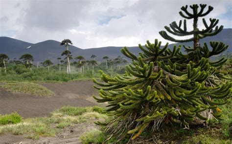 16 plantas en peligro de extinción en Argentina