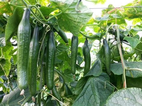 Cómo cultivar Pepino El Brote Urbano