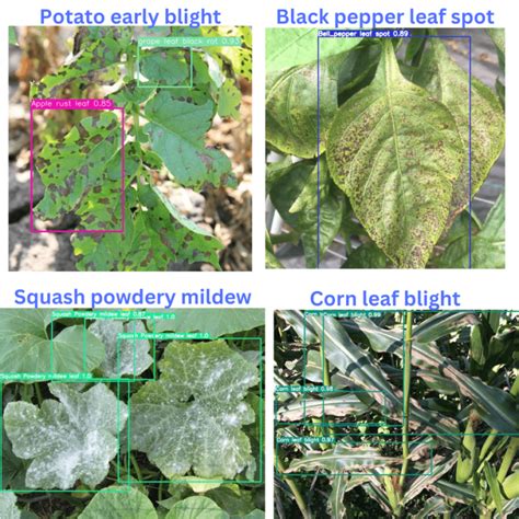 Plant Disease Detection Using The Plantdoc Dataset And Pytorch