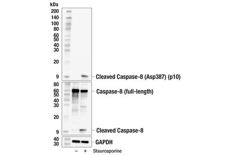 Cleaved Caspase Asp P Subunit E K S Rabbit Mab Cell