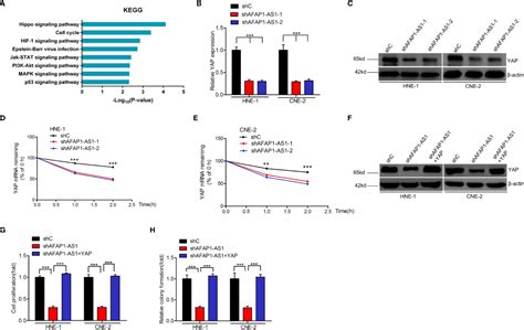 Frontiers Long Noncoding Rna Afap1 As1 Is A Critical Regulator Of Nasopharyngeal Carcinoma