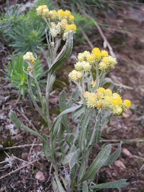 PhyloBotanist: Botany picture #45: Helichrysum arenarium