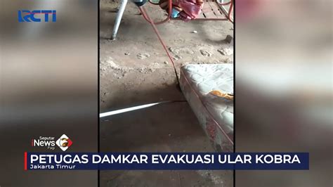 Evakuasi Ular Kobra Jawa Yang Bersembunyi Di Kasur Milik Warga Jaktim