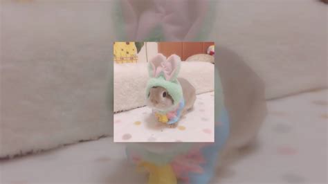 Bunny Party Sped Up Reverb Youtube