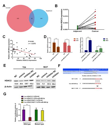 MiR4893p Inhibits Proliferation And Migration Of Bladder Cancer Cells