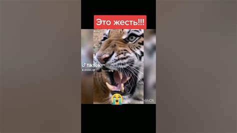 Что за лев этот тигр!?) - YouTube