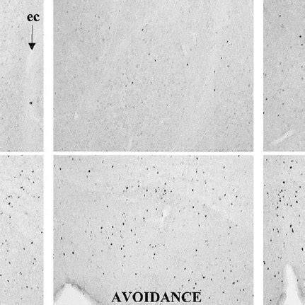 Photomicrographs Of Fos Like Immunoreactive Cells Dark Dots In