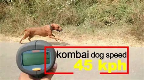 Unveiling the Kombai Dog: Breed Information, Facts, and Characteristics