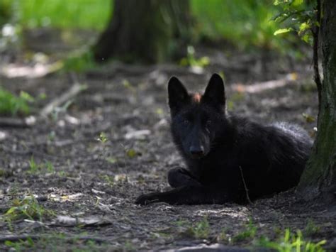 Wildlife Advocacy Groups Will Sue To Stop Wisconsin Wolf Hunt