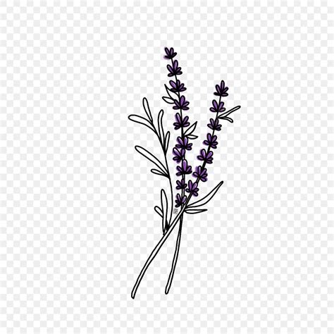 Lavender Flower Hd Transparent, Lavender Flower Simple, Purple, Lavender, Lavender Clipart PNG ...