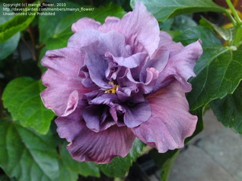 Plantfiles Pictures Tropical Hibiscus Baby Blue Hibiscus Rosa