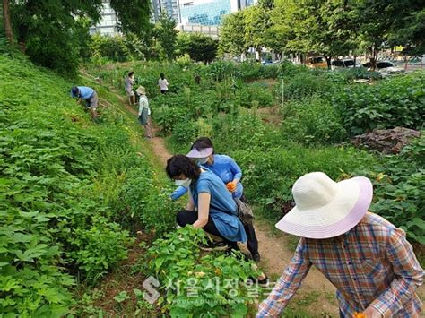 행정포커스 마포구 도시 농부 육성 위한 도시농업지원센터 운영