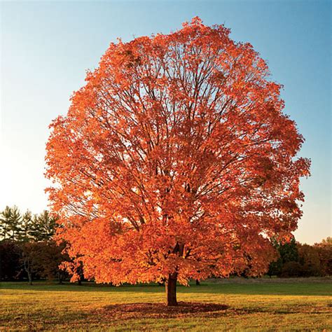 Wisconsin Symbols Wisconsin State Tree Sugar Maple Acer Saccharum