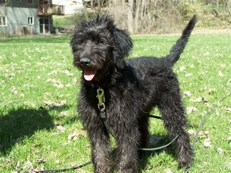 hunting labradoodles labradoodle forums