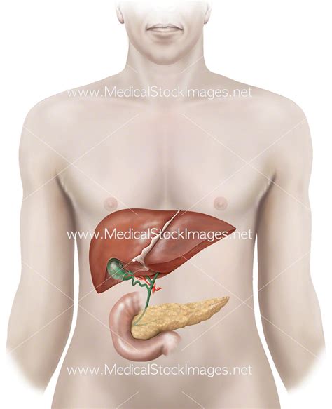 Anatomy of Liver, Gallbladder and Pancreas – Medical Stock Images Company