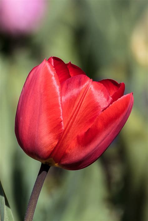 Fotos Gratis Naturaleza Flor P Talo Tulip N Primavera Rojo