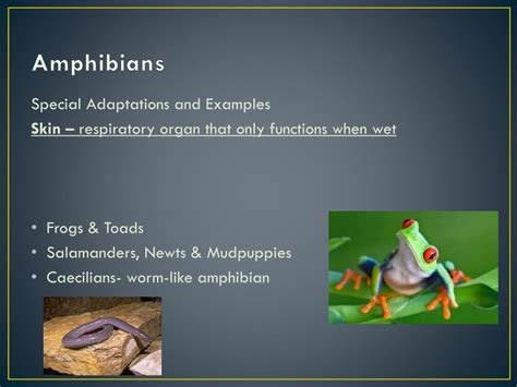 Ppt Vertebrates Powerpoint Presentation Free Download Id2005213