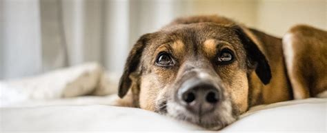 Is This Unexplained Lethargy A Sign Of Something Deadlier?