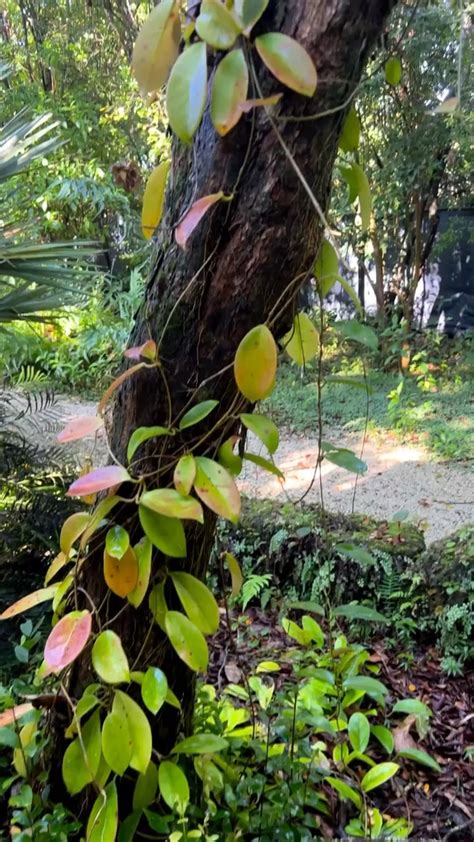 Hoya Growing Wild Rmatureplants