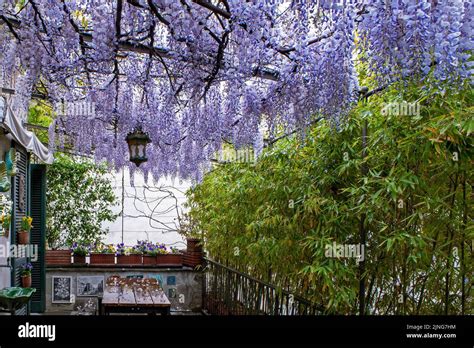 Pergolas Wisteria Hi Res Stock Photography And Images Alamy