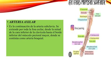 Arterias Del Miembro Superior Pptx