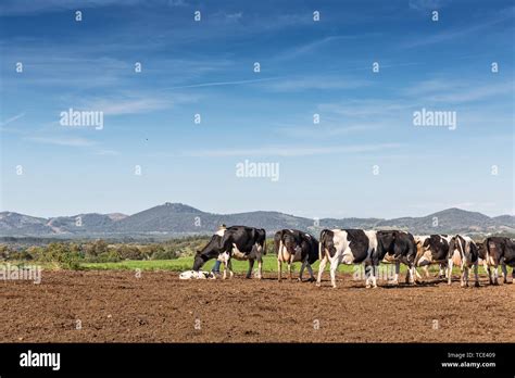 Dairy Cows Of The Holstein Breed Friesian Grazing On Field Stock Photo