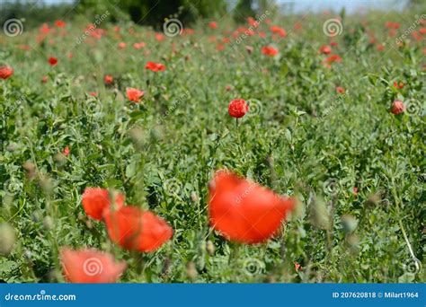 Papaver Rhoeas Common Names Include Corn Poppy Corn Rose Field Poppy