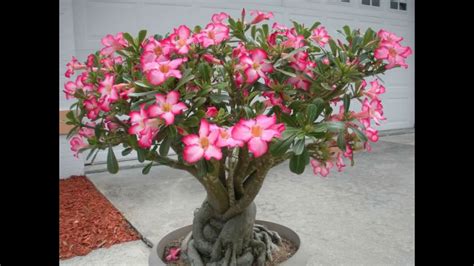 How To Grow Adenium Plant By Seeds Youtube