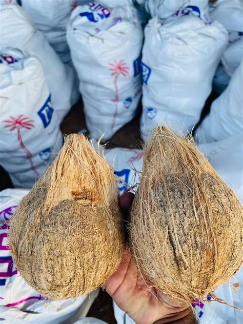 A Grade Large Semi Husked Mature Coconut At Rs 40 Kg In Bengaluru ID