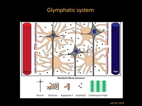 The Glymphatic System A New Player In Alzheimer Disease