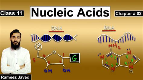 Nucleic Acid Class 11 Biology Definition Function Structure