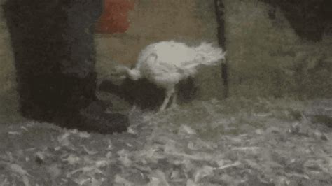 Three Former Plainville Farms Workers Plead Guilty To Abusing Turkeys In Central Pa