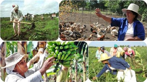 La Producci N De Alimentos Prioridad Para Cuba Radio Reloj Emisora