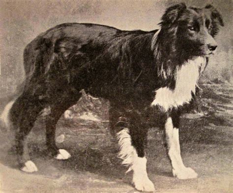 Border Collie History