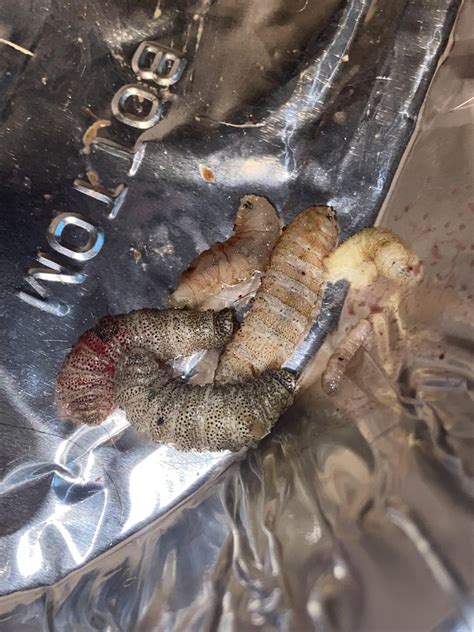 Worms Found In Deer Rwhatbugisthis