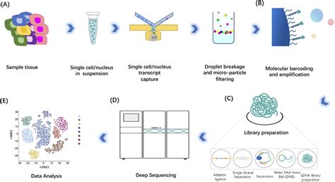 Single‐cell Rna Sequencing Technologies And Applications A Brief