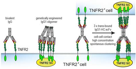 Generic Design Principles For Antibody Based Tumour Necrosis Factor