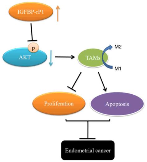 Igfbprp Affects The Proliferation Apoptosis And Macrophage