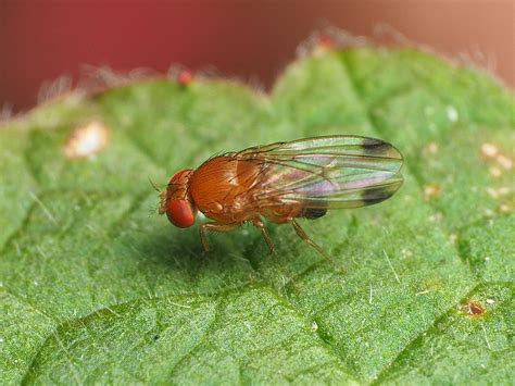 Maryland Biodiversity Project Spotted Winged Drosophila Drosophila Suzukii