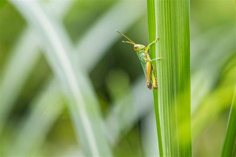 4 Ways To Keep Grasshoppers Away From Plants West Termite Pest And Lawn