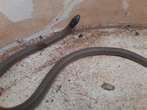 Another Juvenile Nw South Africa Rwhatsthissnake