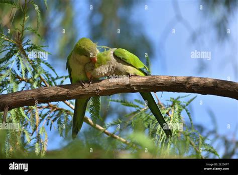 A Pair Of Monk Parakeet Myiopsitta Monachus Or Quaker Parrot