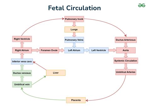 Fetal Circulation Steps And Diagram Fetal Circulation Notes