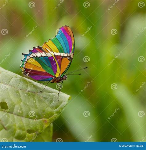 Rainbow Butterfly Stock Photos - Download 1,852 Royalty Free Photos