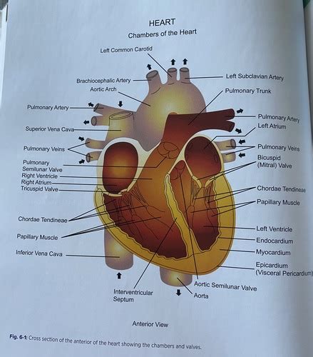 Anatomy Cardiopulmonary Flashcards Quizlet