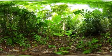 Rainforest in the Philippines. 360-Degre... | Stock Video | Pond5