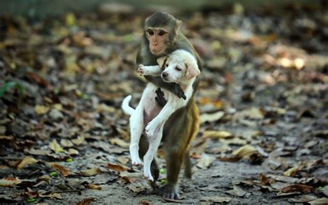 Bangladesh Una Scimmia Con Un Cucciolo Di Cane Fra Le Braccia