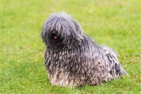 11 Strangest Looking Dog Breeds That Are Still Adorable Page 8