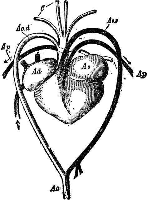 Heart and Blood Vessels of a Turtle | ClipArt ETC