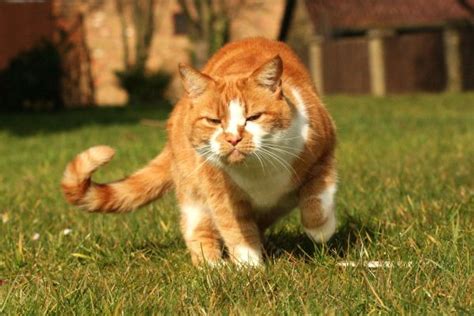 Can Cats Control Their Tails Vet Verified Positions Movement